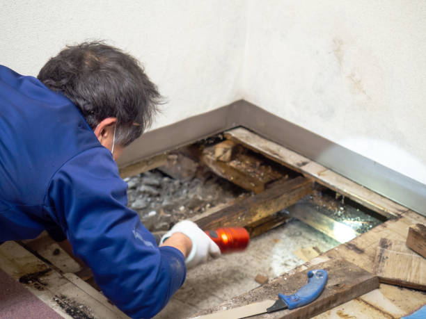 Best Home Mold Removal  in Brookville, PA