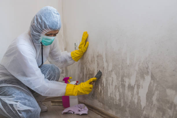 Certified Mold Removal in Brookville, PA