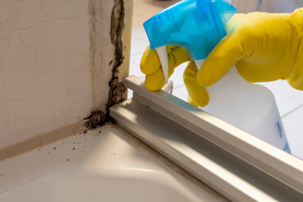 Best Mold Remediation  in Brookville, PA