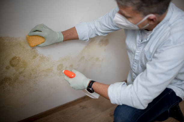 Best Mold Testing  in Brookville, PA