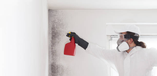 Best Crawl Space Mold Removal  in Brookville, PA