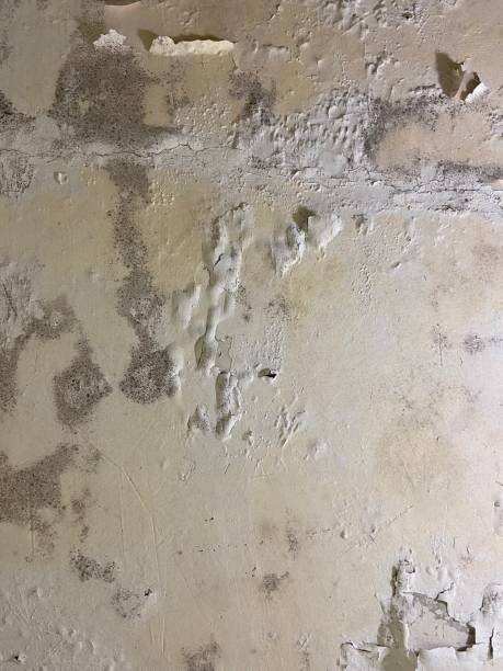 Trusted Brookville, PA Mold Removal Experts