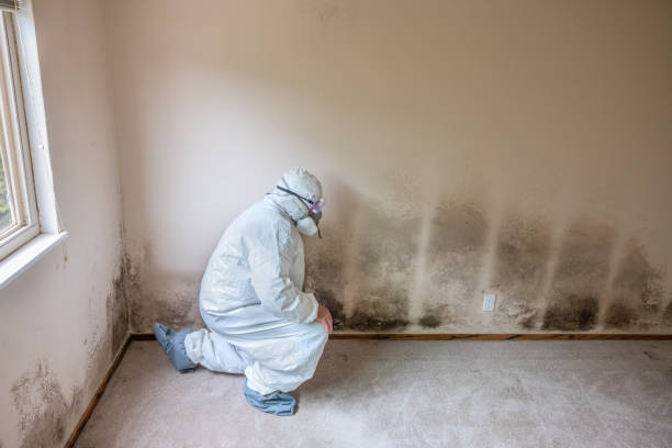 Best Emergency Mold Removal  in Brookville, PA