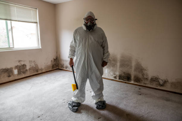 Best Black Mold Removal  in Brookville, PA