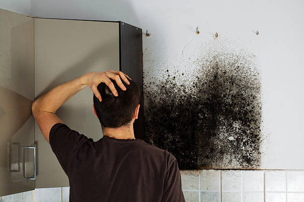 Best Mold Testing  in Brookville, PA