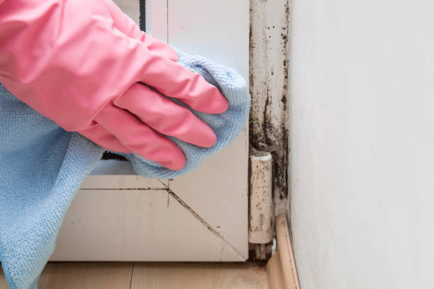Best Mold Testing  in Brookville, PA